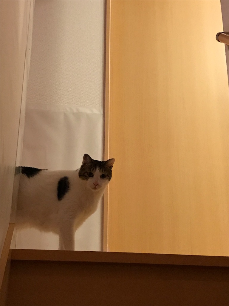 f:id:nako_ita2018:20180917225403j:image f:id:nako_ita2018:20180917225403j:image