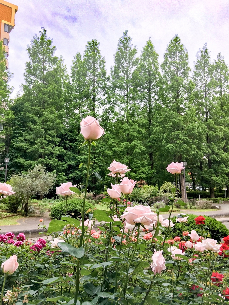 f:id:nakobu:20191118174528j:plain f:id:nakobu:20191118174528j:plain