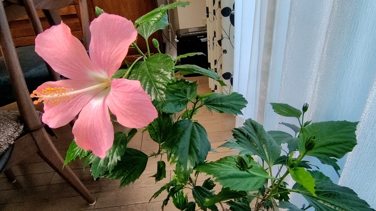 咲きました！冬のハイビスカス - なこのすけらいふ