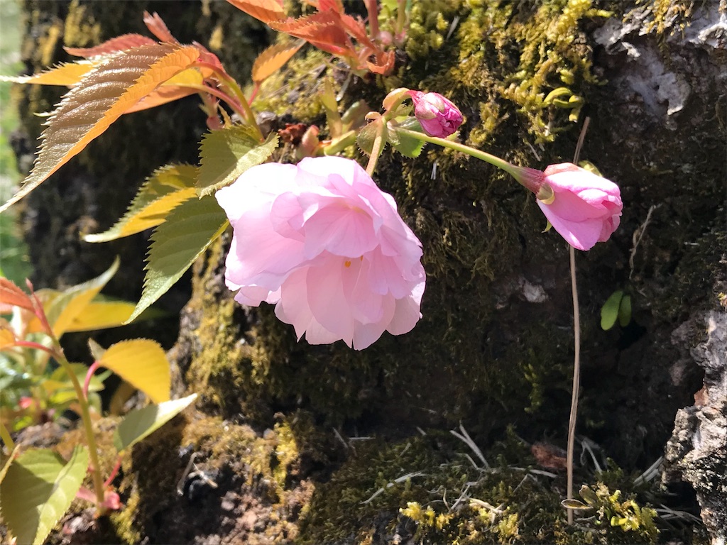 f:id:nakwach8esalen:20180403203759j:image f:id:nakwach8esalen:20180403203759j:image