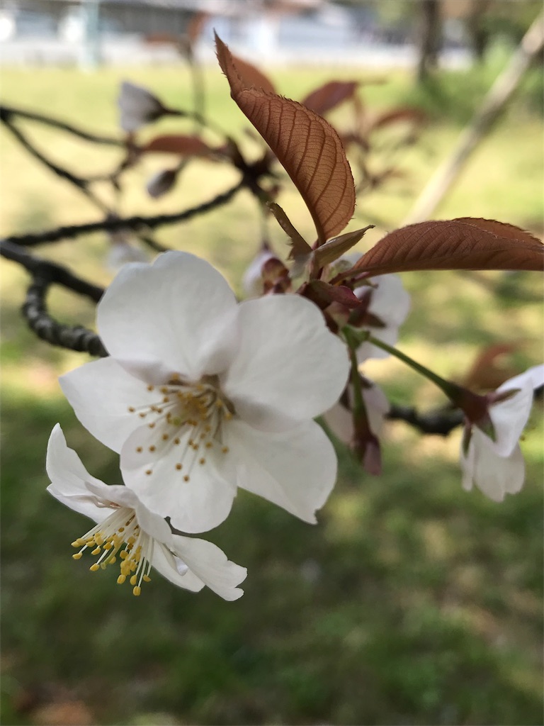f:id:nakwach8esalen:20180408220556j:image f:id:nakwach8esalen:20180408220556j:image