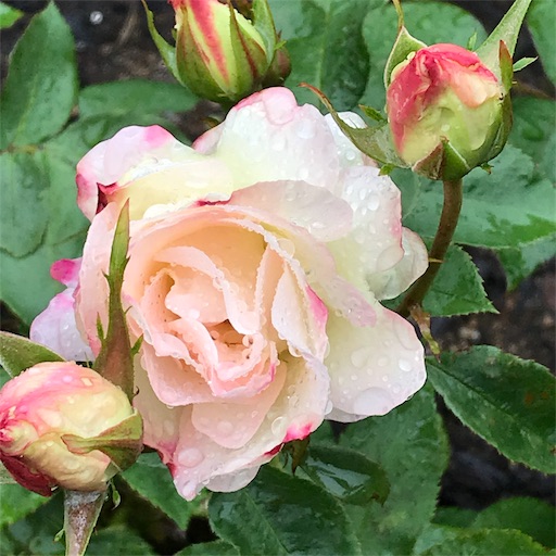 f:id:nakwach8esalen:20190612141159j:image f:id:nakwach8esalen:20190612141159j:image