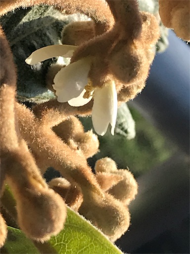 f:id:nakwach8esalen:20191204204629j:image f:id:nakwach8esalen:20191204204629j:image