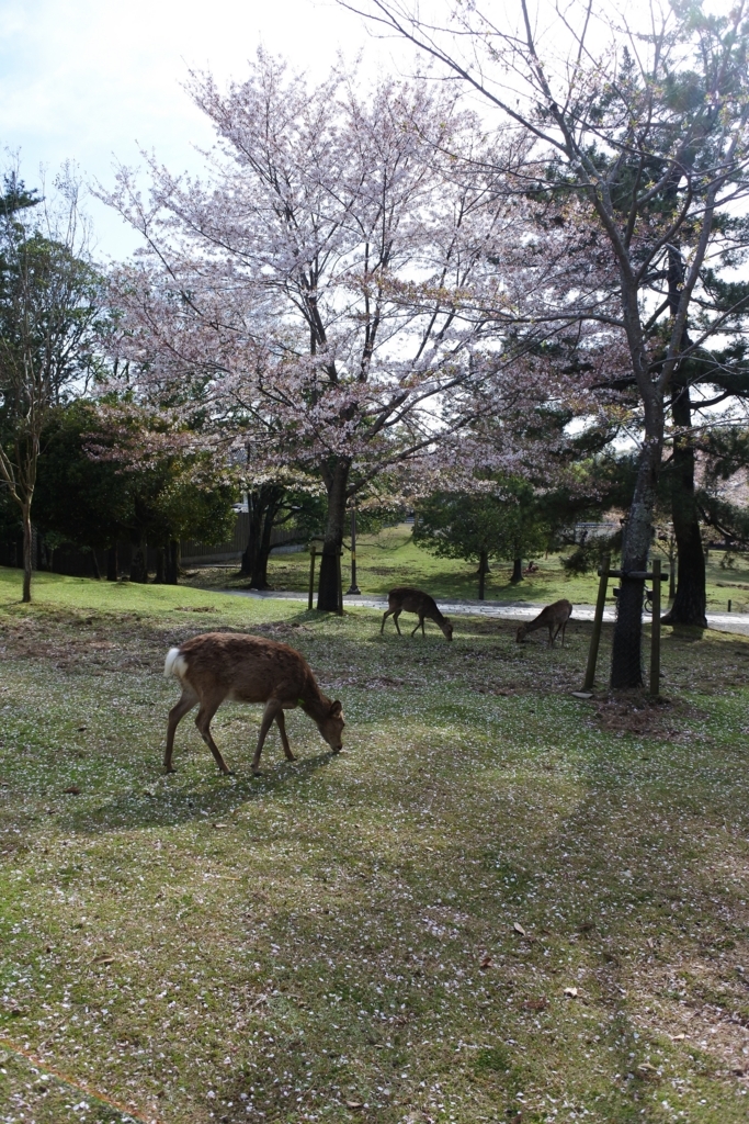 f:id:nalacarte:20180402102558j:plain f:id:nalacarte:20180402102558j:plain