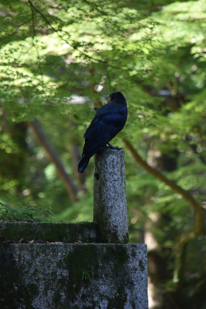 f:id:nalacarte:20180827140359j:plain f:id:nalacarte:20180827140359j:plain