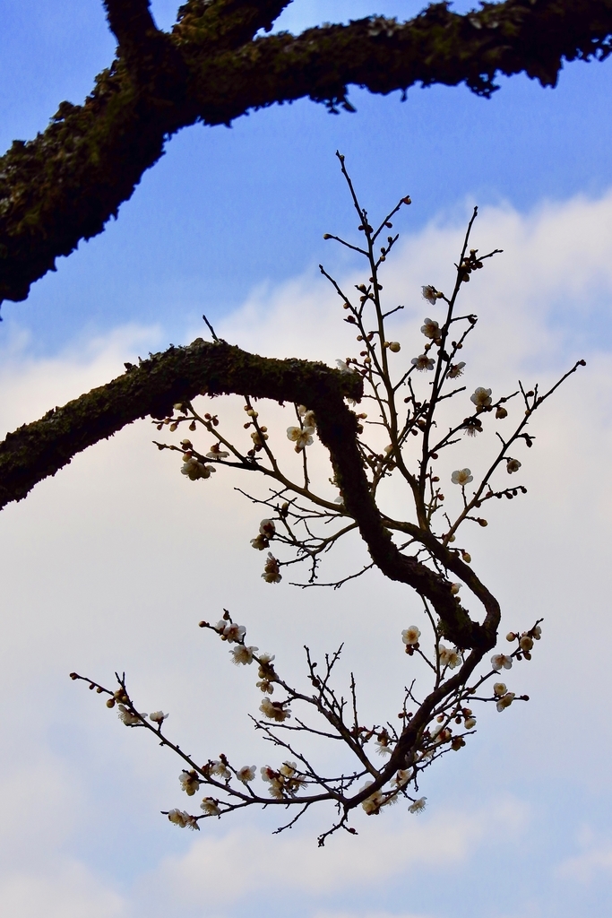 f:id:nalacarte:20190215170322j:plain f:id:nalacarte:20190215170322j:plain