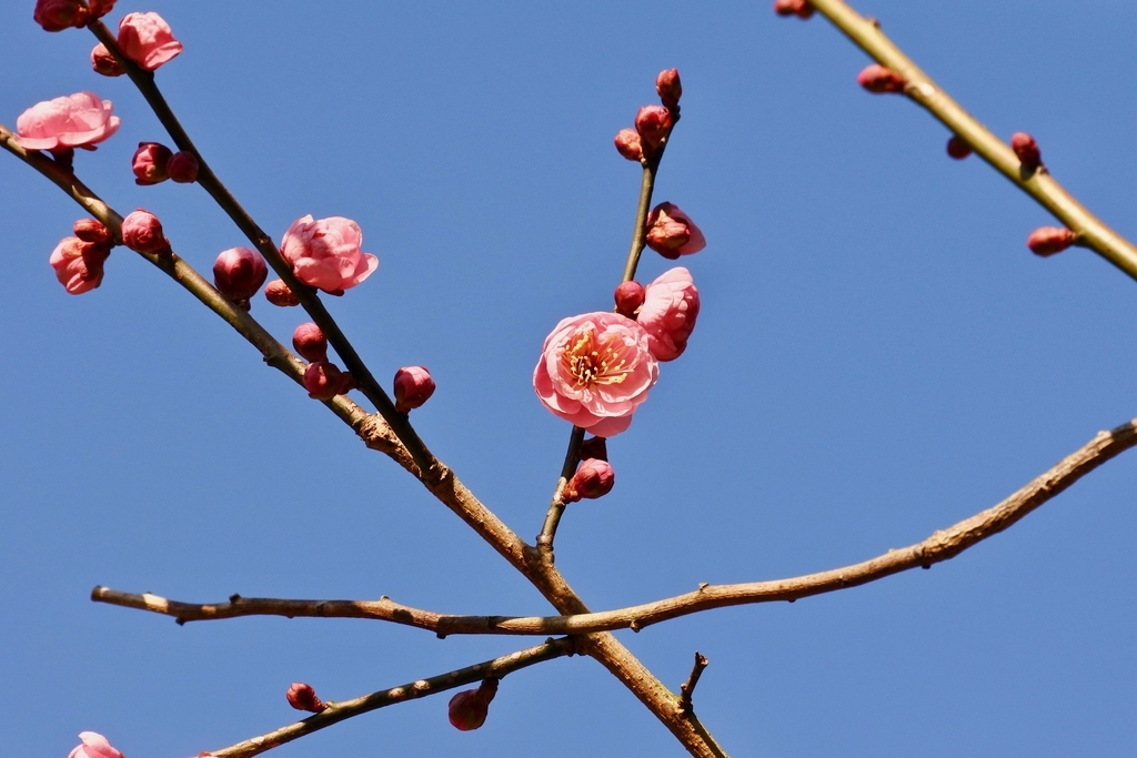 f:id:nalacarte:20190215170427j:plain f:id:nalacarte:20190215170427j:plain