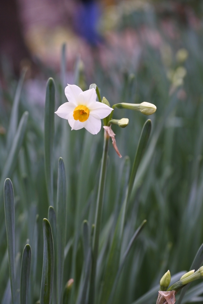 f:id:nalacarte:20190215170602j:plain f:id:nalacarte:20190215170602j:plain