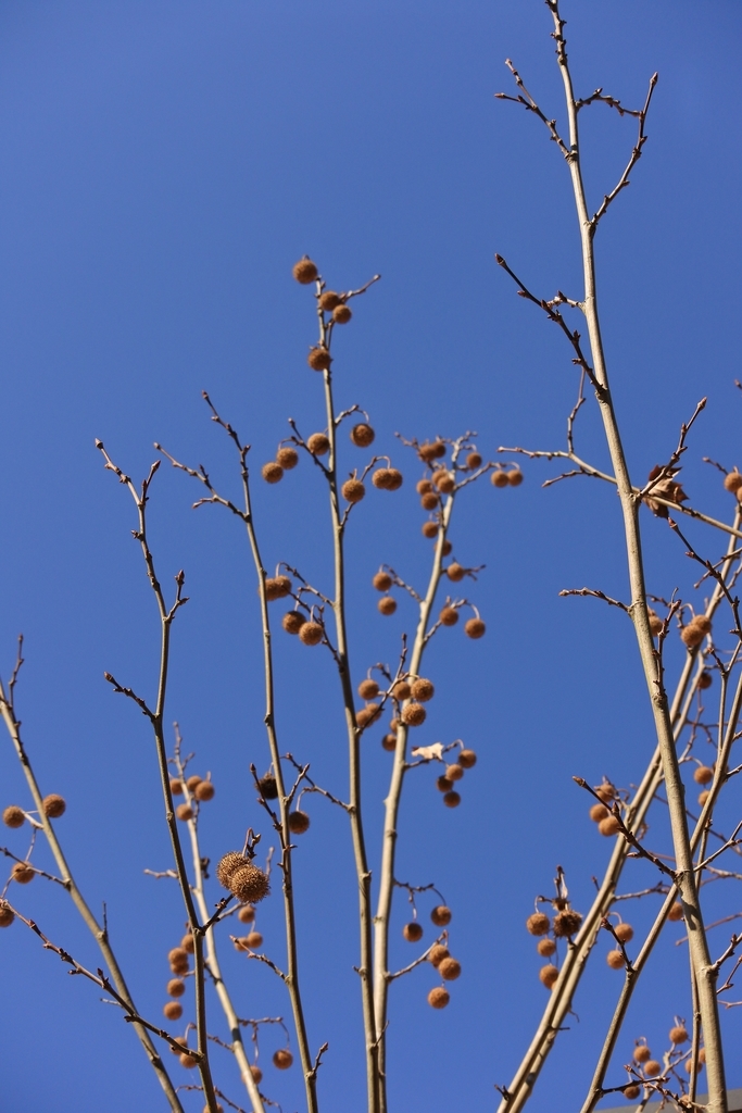 f:id:nalacarte:20190215170701j:plain f:id:nalacarte:20190215170701j:plain