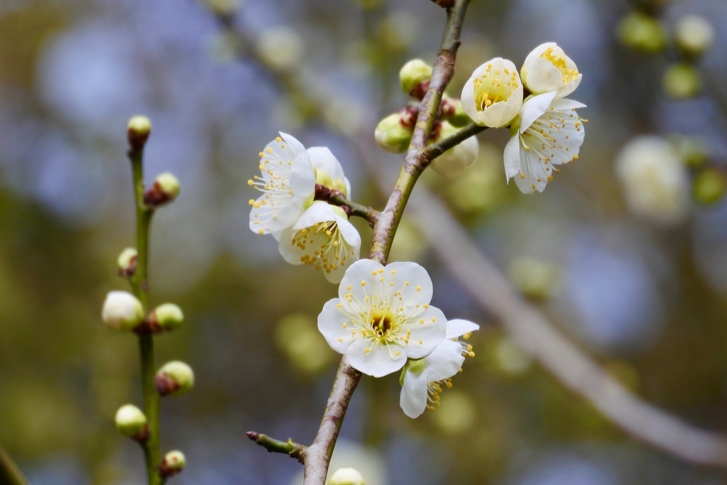 f:id:nalacarte:20190224161827j:plain f:id:nalacarte:20190224161827j:plain