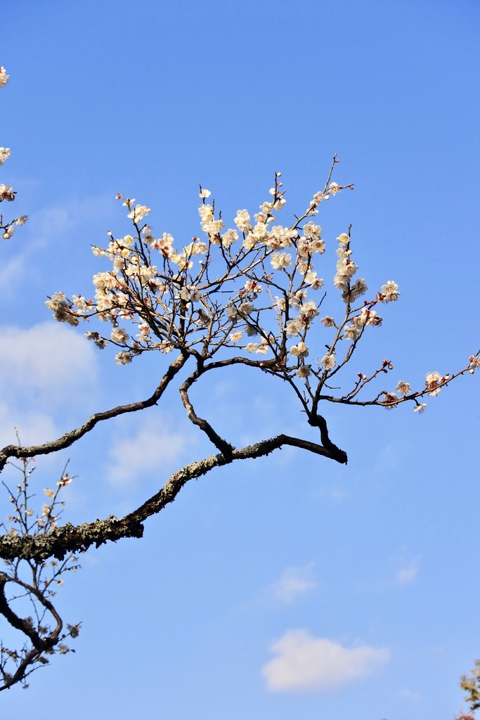 f:id:nalacarte:20190224161923j:plain f:id:nalacarte:20190224161923j:plain