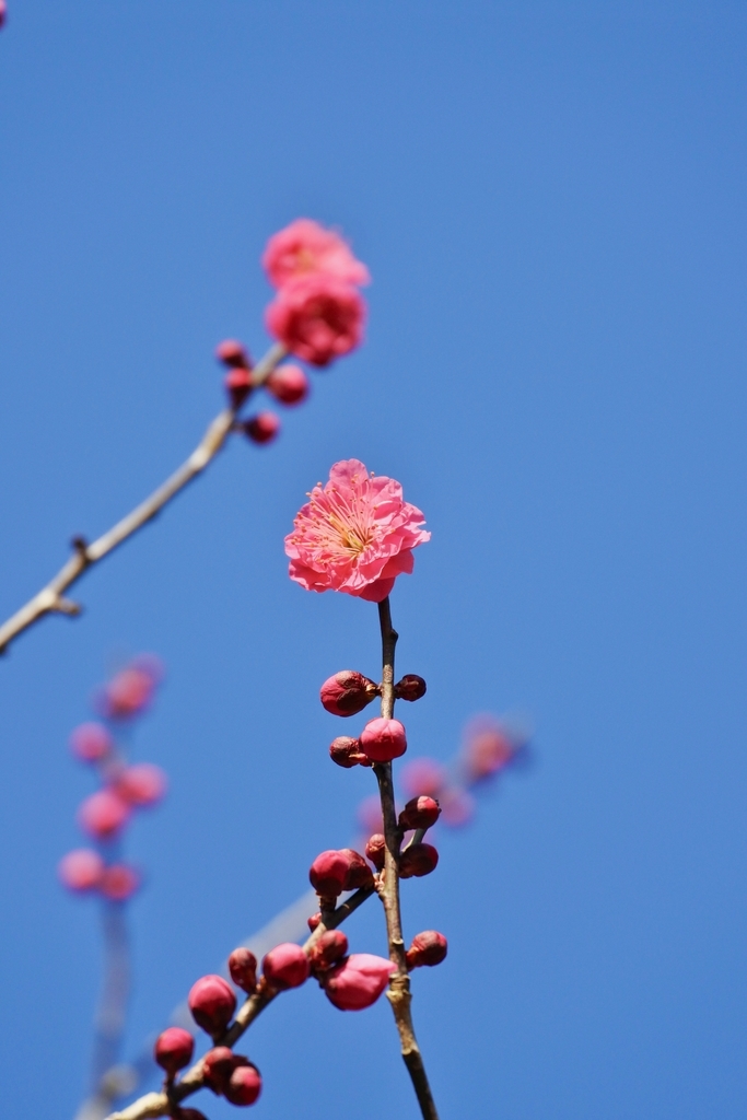 f:id:nalacarte:20190224162036j:plain f:id:nalacarte:20190224162036j:plain