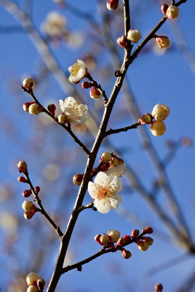 f:id:nalacarte:20190225164225j:plain f:id:nalacarte:20190225164225j:plain