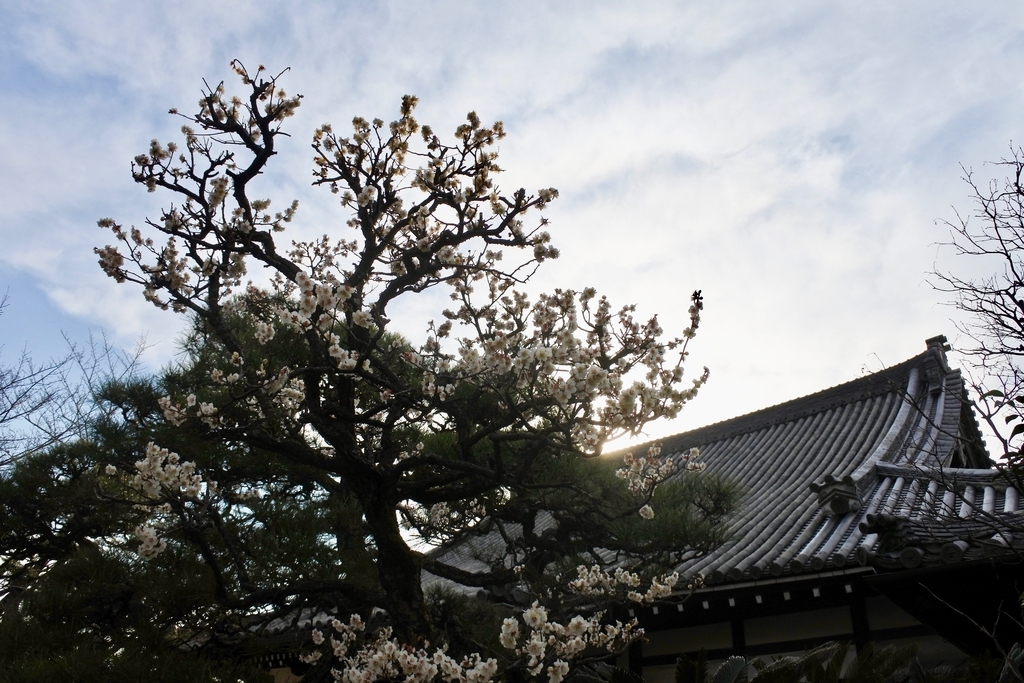 f:id:nalacarte:20190225164323j:plain f:id:nalacarte:20190225164323j:plain