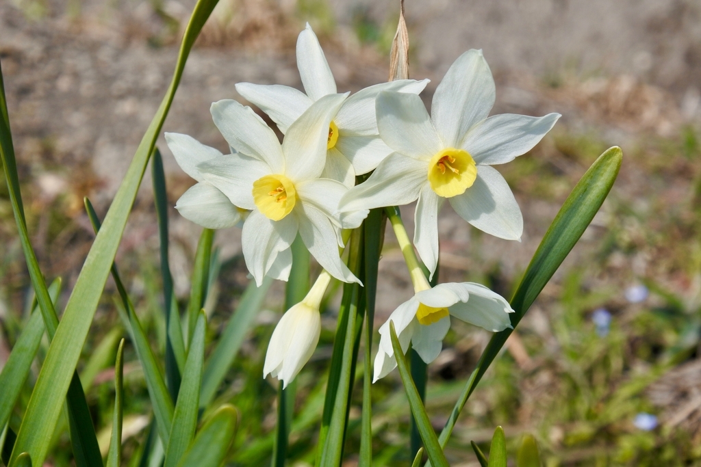 f:id:nalacarte:20190303133854j:plain f:id:nalacarte:20190303133854j:plain