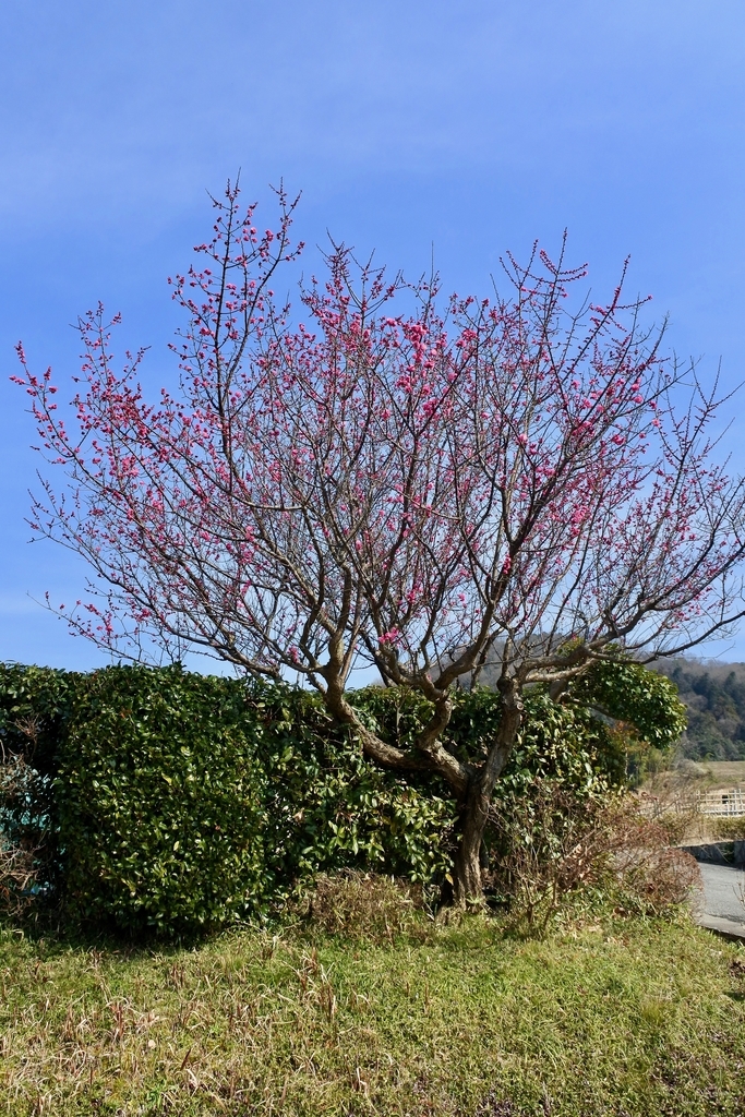 f:id:nalacarte:20190303134241j:plain f:id:nalacarte:20190303134241j:plain