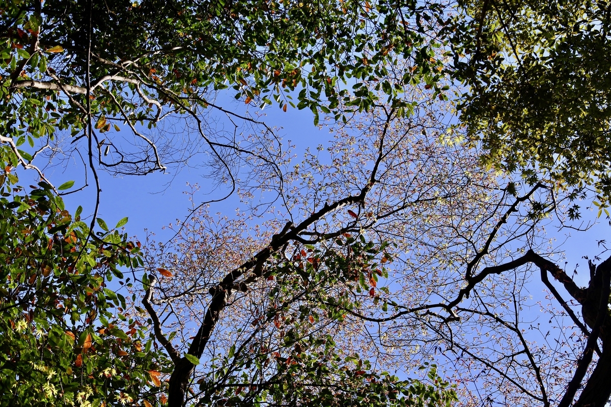 f:id:nalacarte:20190422162255j:plain f:id:nalacarte:20190422162255j:plain