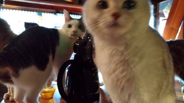 奈良町の猫カフェ 寧估庵 車椅子 ときどき杖