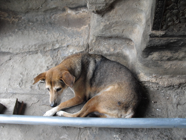 f:id:nama-zoo:20120413054138j:image