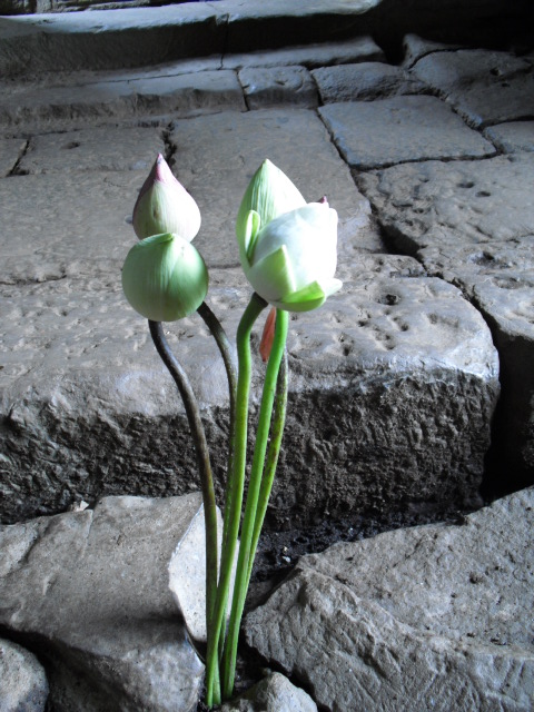 f:id:nama-zoo:20120413073908j:image