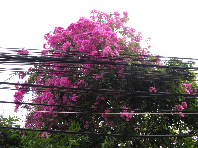 f:id:nama-zoo:20120413115542j:image