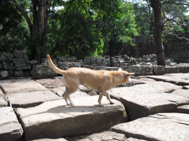 f:id:nama-zoo:20120414050044j:image