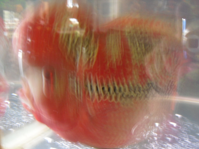 f:id:nama-zoo:20120417071342j:image