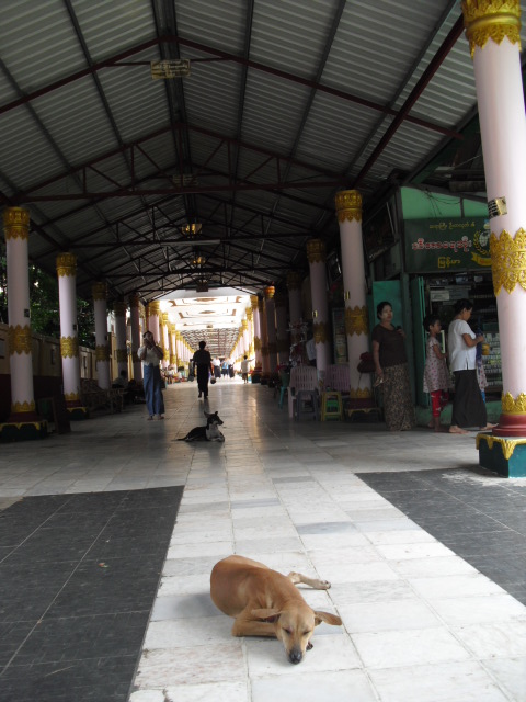 f:id:nama-zoo:20130608132306j:image