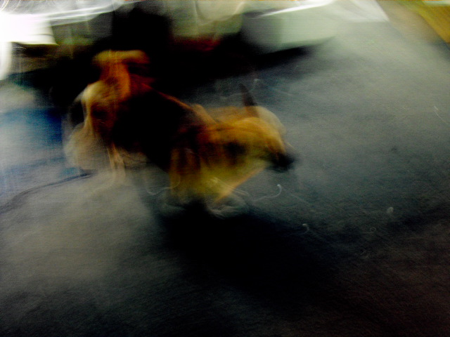 f:id:nama-zoo:20130927013154j:image
