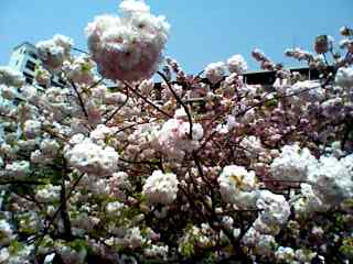 f:id:nama-zoo:20140417120039j:image