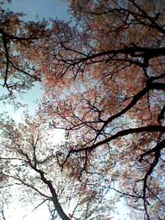 f:id:nama-zoo:20140424140734j:image