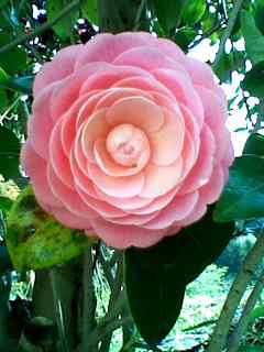 f:id:nama-zoo:20140424161430j:image