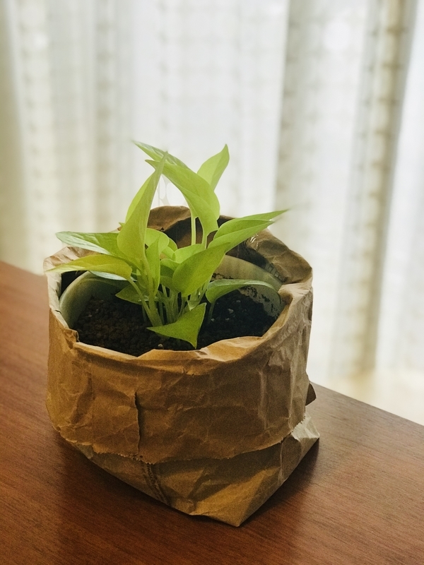 0円リメイク 簡易な鉢カバーを作る 観葉植物 再利用 紙袋 Diy ミニマリスト 子持ちズボラ主婦なま子のブログ