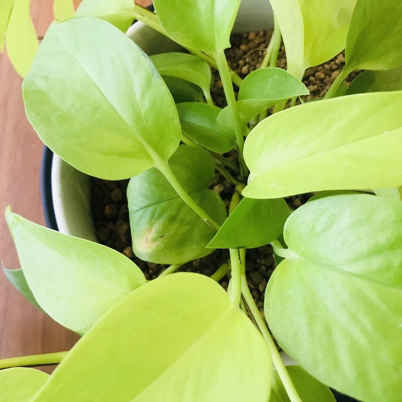 簡単！お得に観葉植物を増やす。ポトスの剪定。おすすめ/癒し/節約