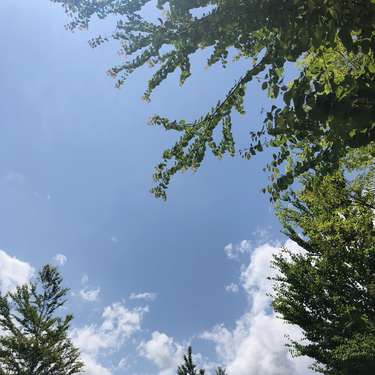 f:id:namacomama:20190516092057j:plain f:id:namacomama:20190516092057j:plain