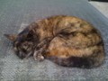 20100407142804