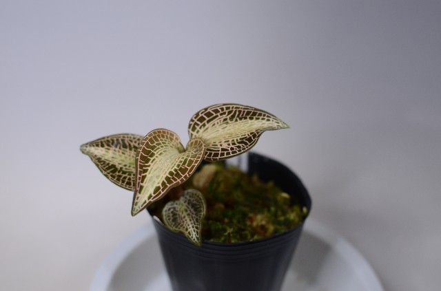 f:id:namadori:20190524083100j:image f:id:namadori:20190524083100j:image