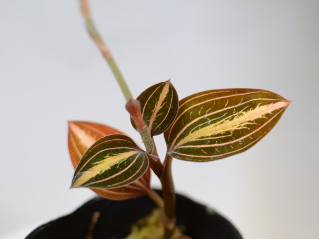 f:id:namadori:20190601203421j:image f:id:namadori:20190601203421j:image