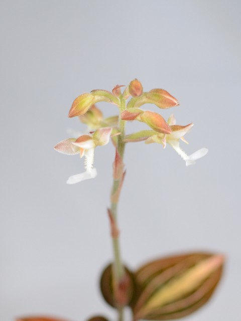 f:id:namadori:20190601212356j:image f:id:namadori:20190601212356j:image