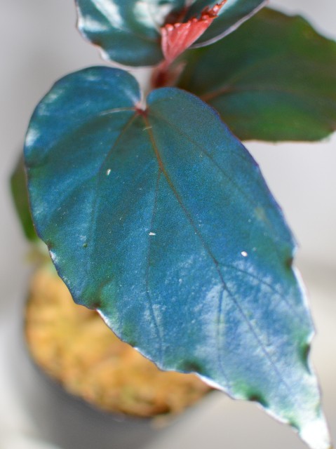 f:id:namadori:20190623025635j:image f:id:namadori:20190623025635j:image
