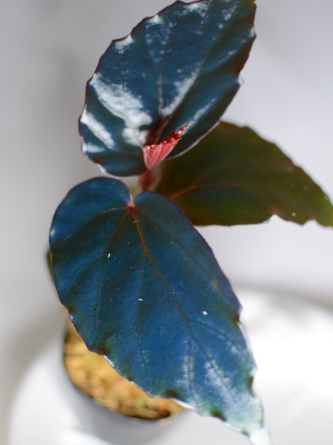f:id:namadori:20190623030302j:image f:id:namadori:20190623030302j:image