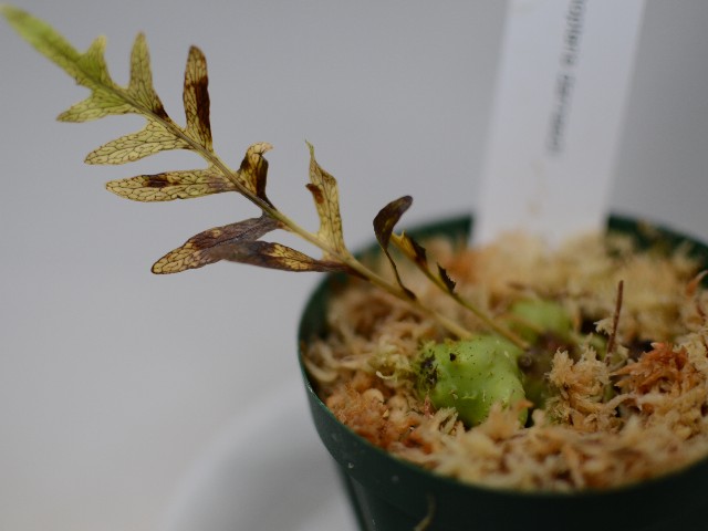 f:id:namadori:20190729234316j:image f:id:namadori:20190729234316j:image