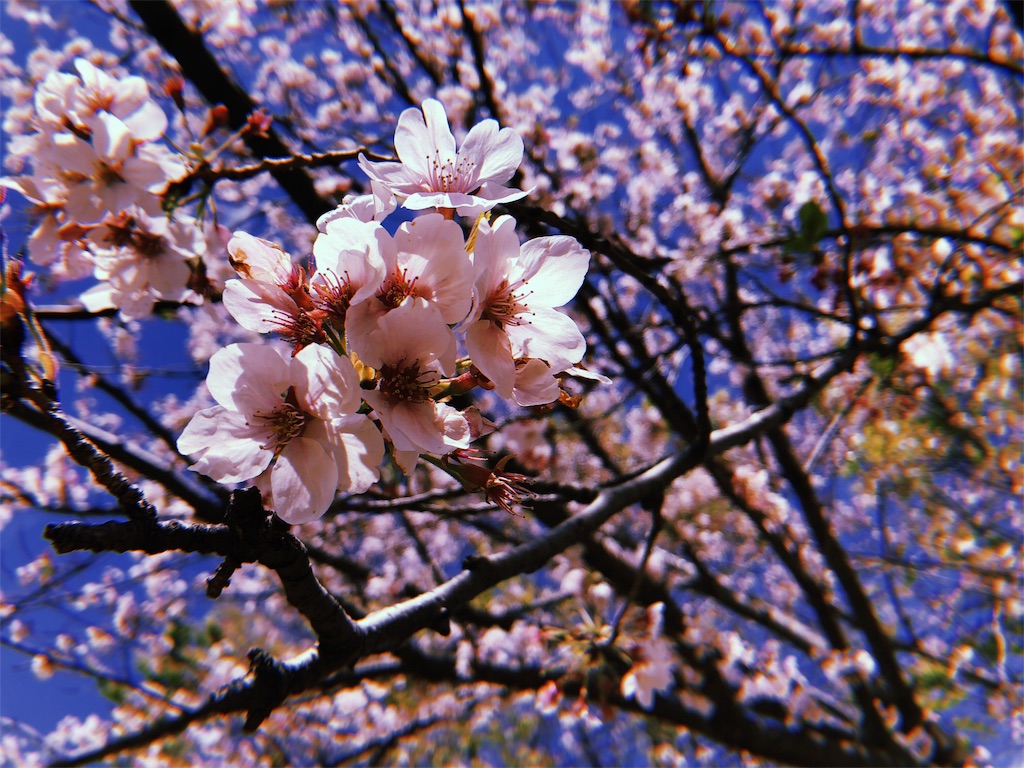f:id:namahamuking:20190415191513j:image f:id:namahamuking:20190415191513j:image