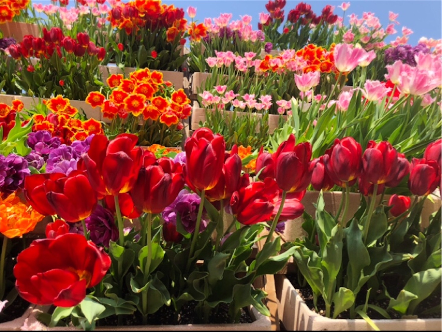 f:id:namasteindia:20190422220651j:image