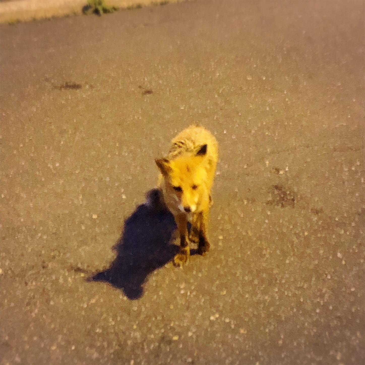 f:id:namasteindia:20190729193355j:image f:id:namasteindia:20190729193355j:image