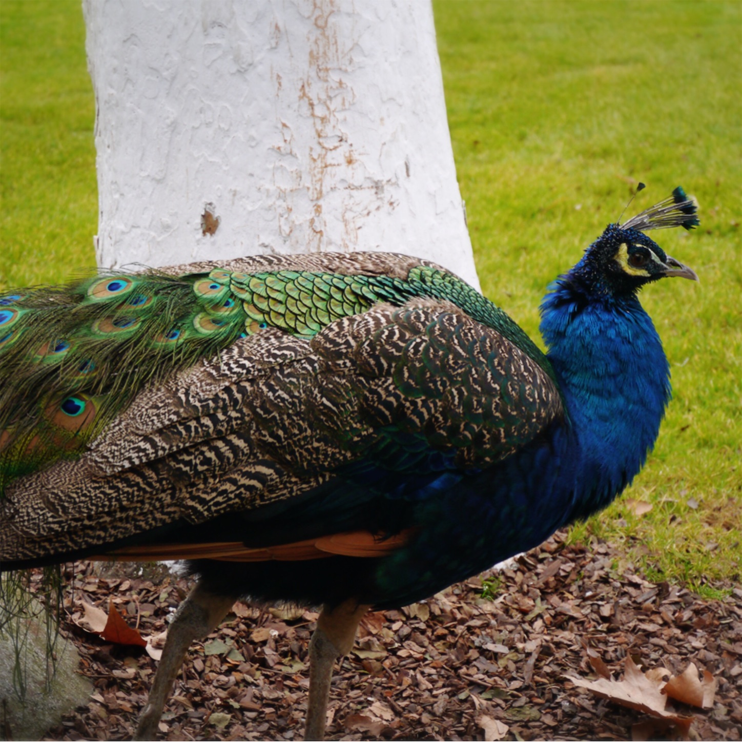 f:id:namasteindia:20200228202816j:image