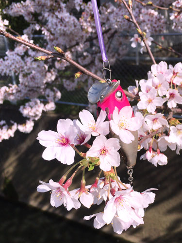 f:id:namazunoko:20180331000914j:plain