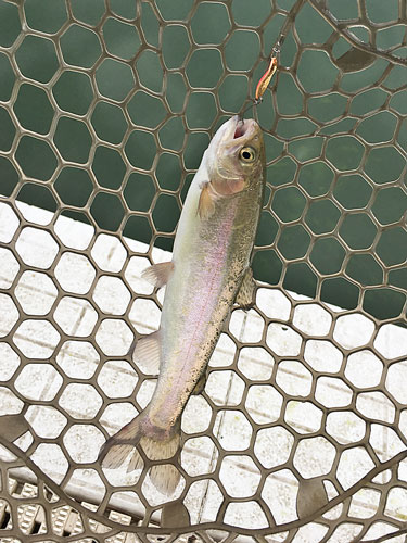 管釣り 19年第２回 服部緑地ウォーターランドフィッシングパーク 基本は鯰とナマズ釣り