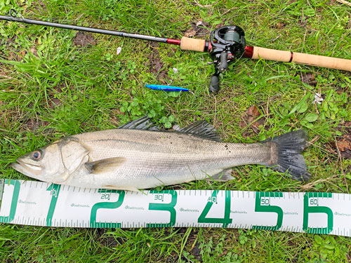 意図せずベイトシーバスデビュー 基本は鯰とナマズ釣り