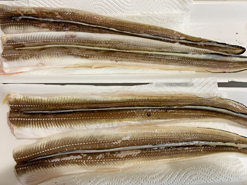 魚料理 魚屋さんで生の穴子を買って料理してみた 基本は鯰とナマズ釣り